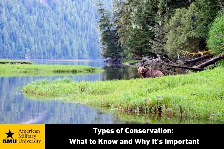 conservation types of conservation grizzly bear near water