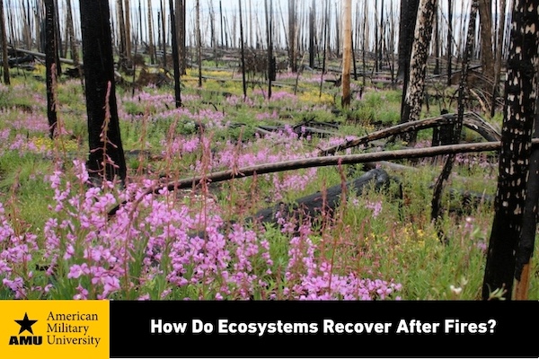 Kostelnik AMU how do ecosystems recover after fires branded ecosystems recovering after fires
